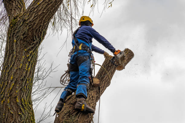 Best Tree Stump Removal  in South Gate Ridge, FL